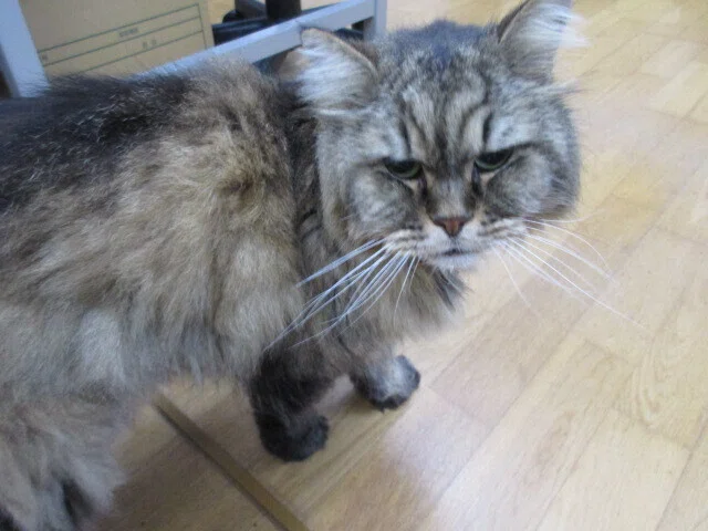 縁あってセンターの一員になった猫「みゆき5世」