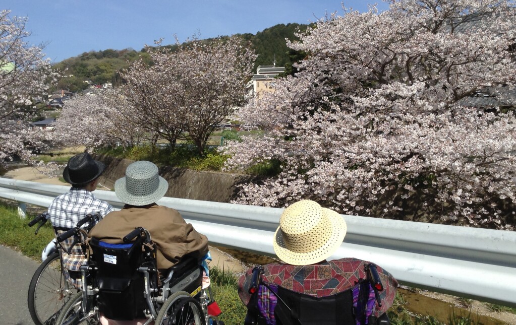 春の恒例行事「桜ウォーキング」の様子